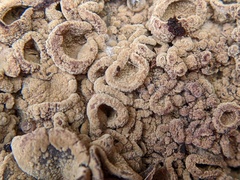 Ionomidotis irregularis