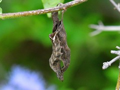 Condica albigera