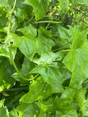 Delairea odorata