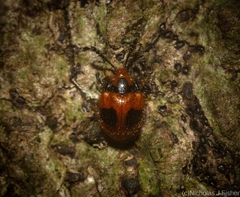 Stenotarsus bimaculipennis