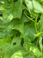 Delairea odorata