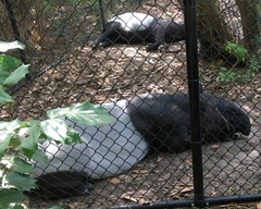Tapirus indicus