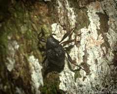 Onidistus araneus