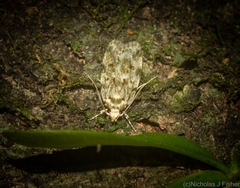 Barea nymphica