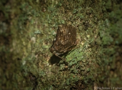 Cotylana angustifrons