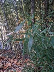 Phyllostachys