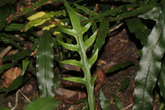 Microsorum scandens