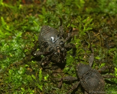 Onidistus araneus