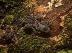 Onidistus araneus