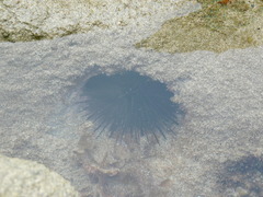 Echinometra vanbrunti