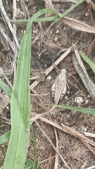 Spharagemon cristatum