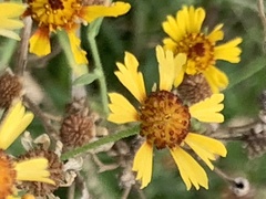 Helenium amarum badium