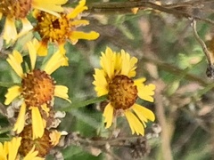 Helenium amarum badium