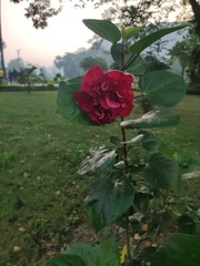 Hibiscus rosa-sinensis