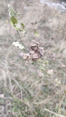 Alcea rugosa