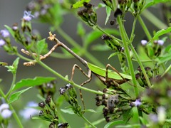 Pseudovates chlorophaea