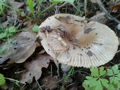 Russula pectinatoides