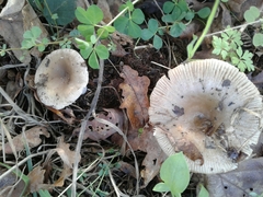 Russula pectinatoides
