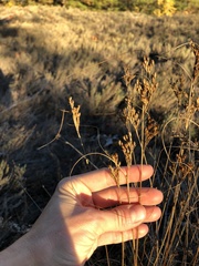 Juncus greenei