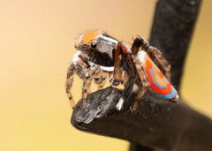 Maratus pavonis