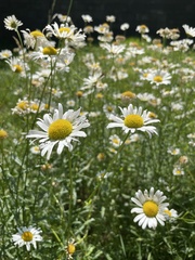 Leucanthemum vulgare