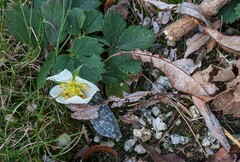 Fragaria virginiana
