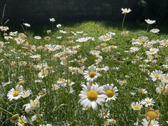 Leucanthemum vulgare