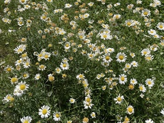 Leucanthemum vulgare