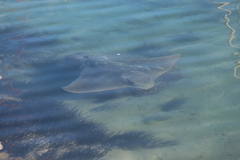 Myliobatis tenuicaudatus