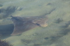 Myliobatis tenuicaudatus