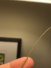Juncus greenei