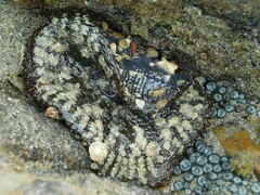 Actinostella bradleyi