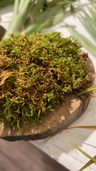 Callicladium imponens