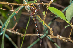 Austroaeschna pulchra