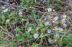 Erigeron annuus