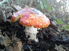Amanita muscaria muscaria