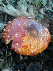 Amanita muscaria muscaria