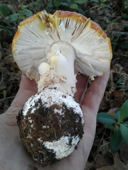 Amanita muscaria muscaria