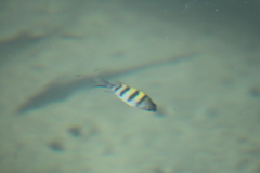 Abudefduf vaigiensis