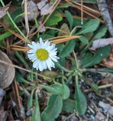 Aphanostephus ramosissimus