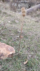 Dipsacus strigosus