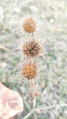 Dipsacus strigosus
