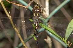 Austroaeschna pulchra