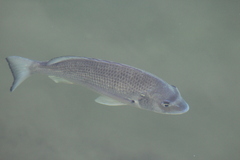 Acanthopagrus australis