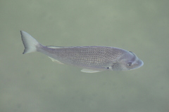 Acanthopagrus australis