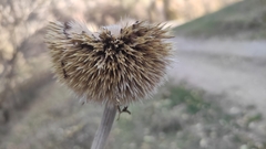 Echinops sphaerocephalus