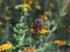 Triepeolus intrepidus