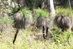 Xanthorrhoea glauca