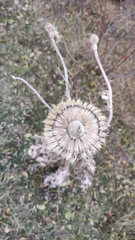 Echinops sphaerocephalus