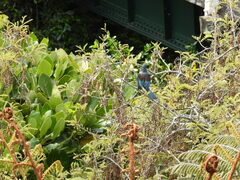 Prosthemadera novaeseelandiae